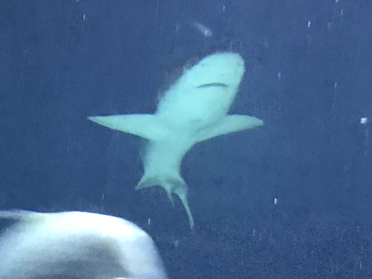 SeaEduca8or's tweet photo. Day 7 of #MauryProject - went to Baltimore aquarium. My favorite part is the roof! https://t.co/Q95GQHOoaK