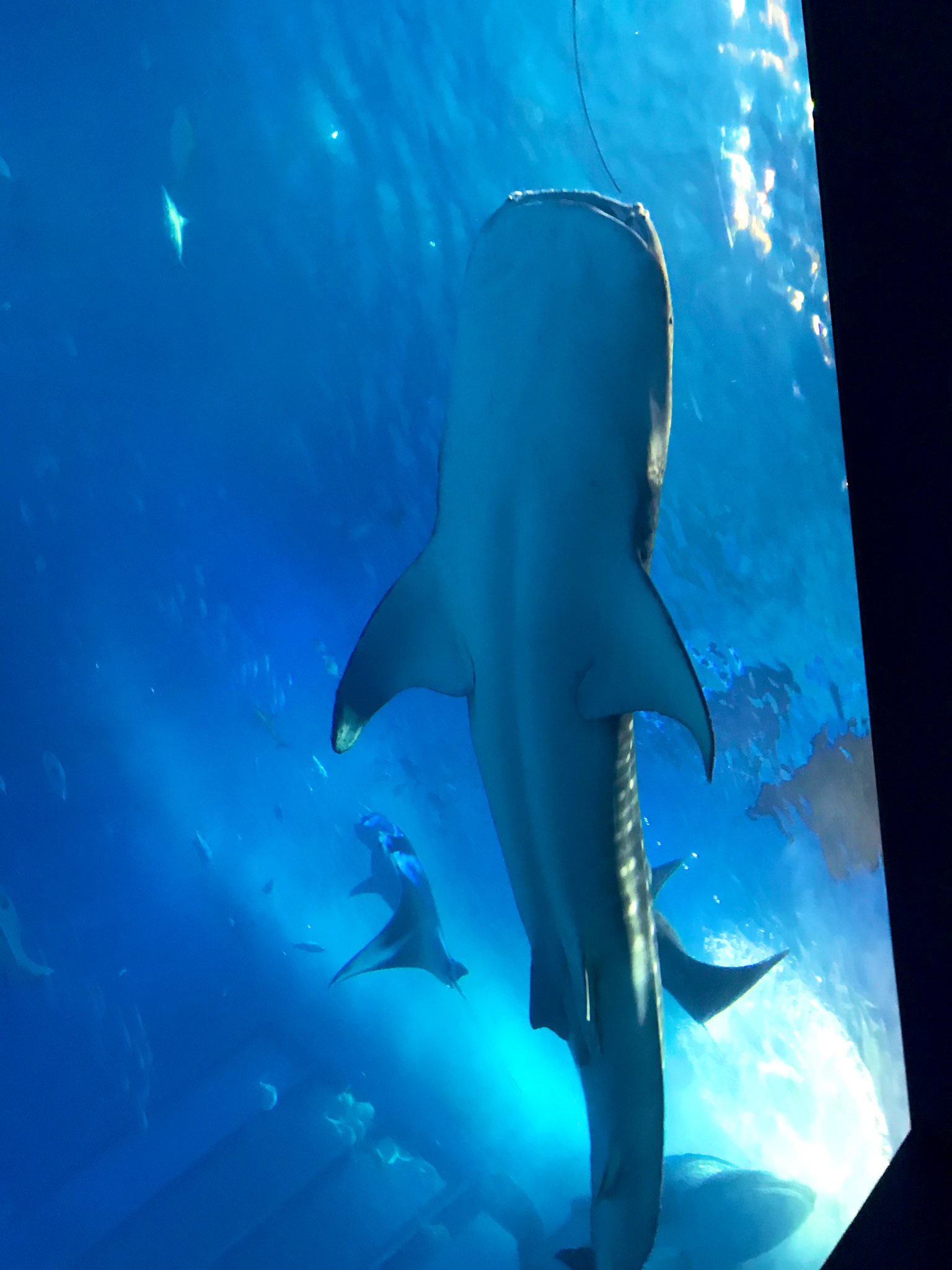 Sou ホテルをチェックアウトして 一路 美ら海水族館へ 世界最大の魚ジンベイザメの ジンタくん にご挨拶 Sou Sou ホテルをチェックアウトして 一路 美ら海水族館へ 世界最大の魚ジンベイザメの ジンタくん にご挨拶 Sou