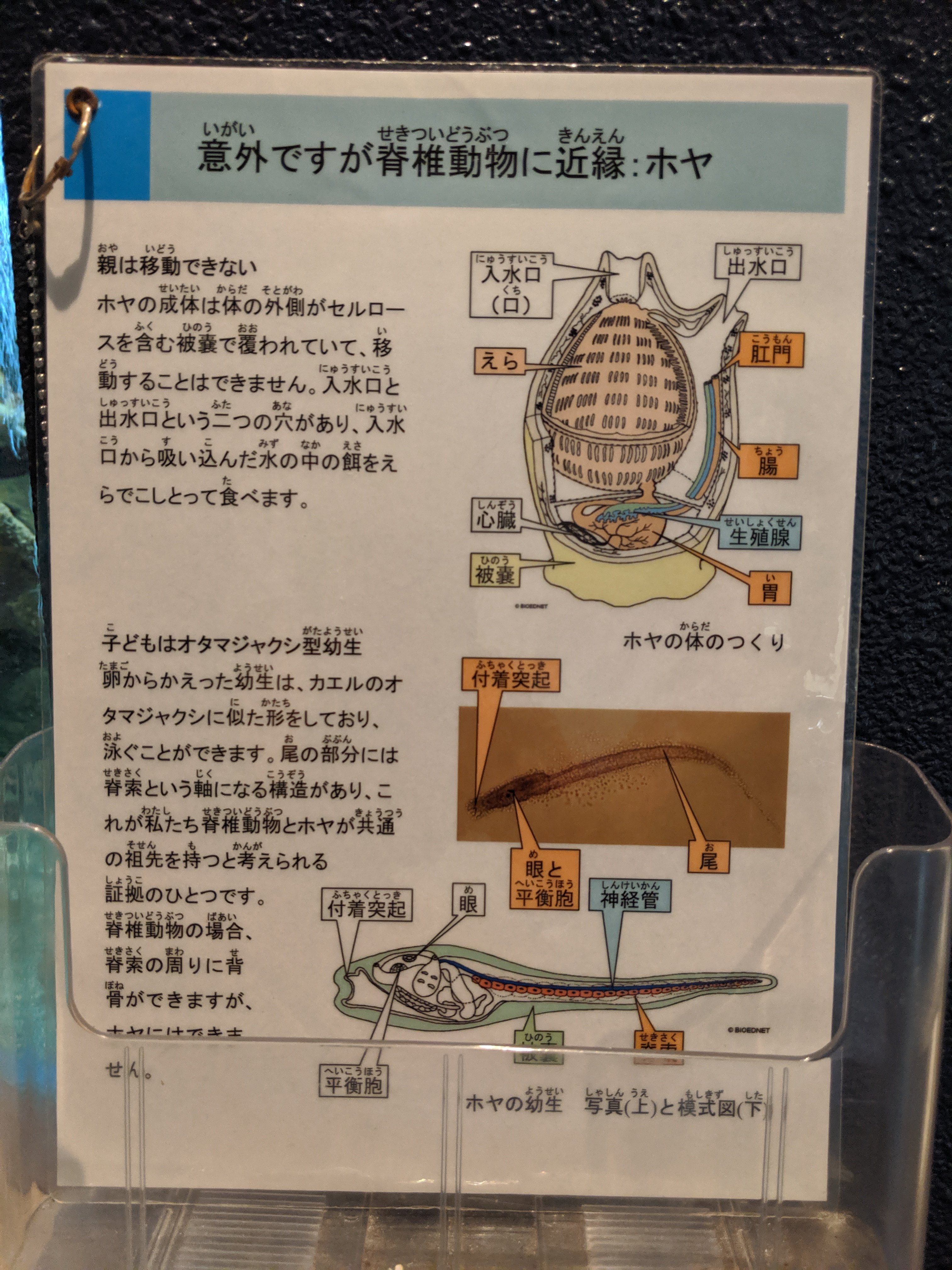 Tjo 知ってる ホヤは子供の間は動き回るから脳があるけど 大人になって一度居場所を決めたら動く必要がなくなるので 脳 も消化して無くしてしまうんだよ 脳は行動するためにしか使わないから それってテニュアを取った教授みたいだね