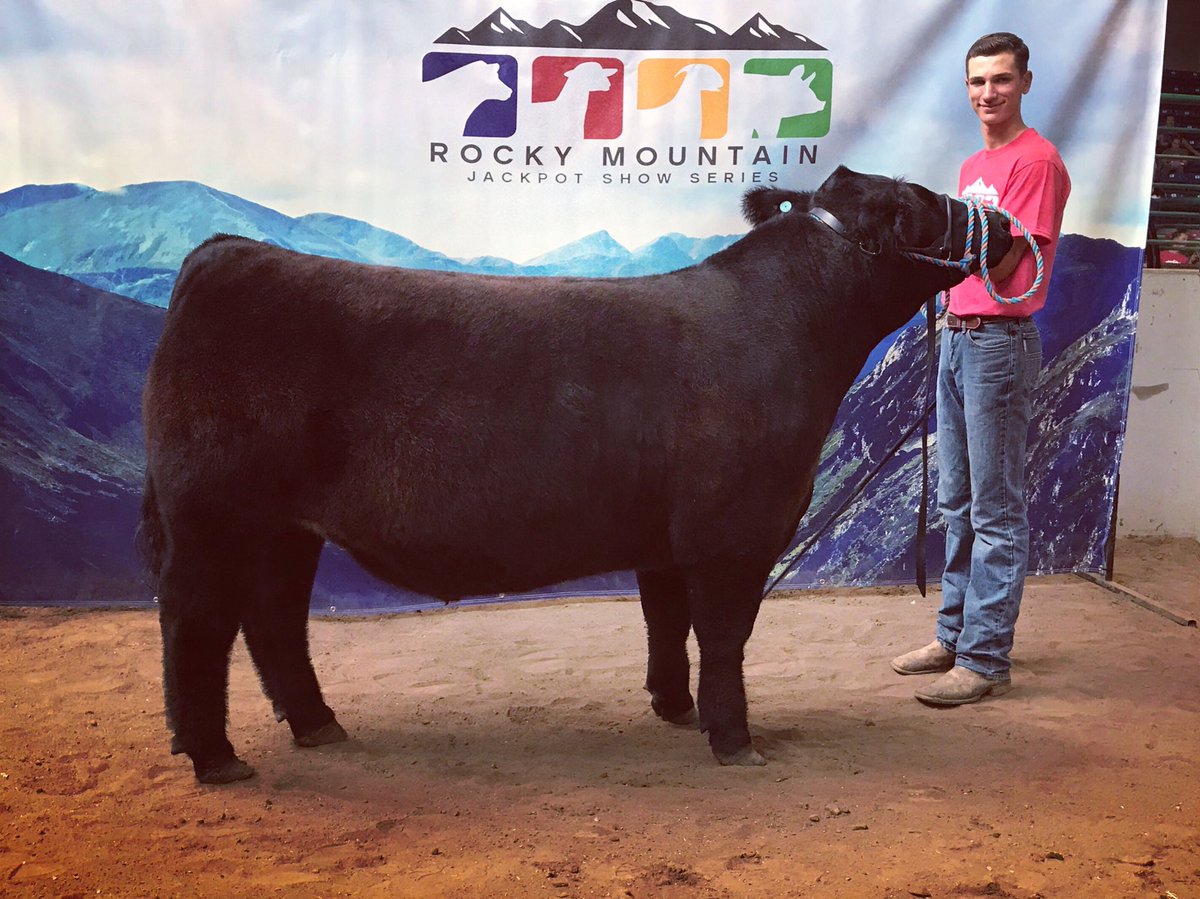 bushmancattle's tweet photo. County Fairs are getting closer! We’re looking forward to seeing finished pictures! Here is Lot 1 from our fall sale at the RMJSS Finale! Looking good Bryce! #rmjss #bushmancattle #monopoly #showcalves https://t.co/uv7U8CrMHQ