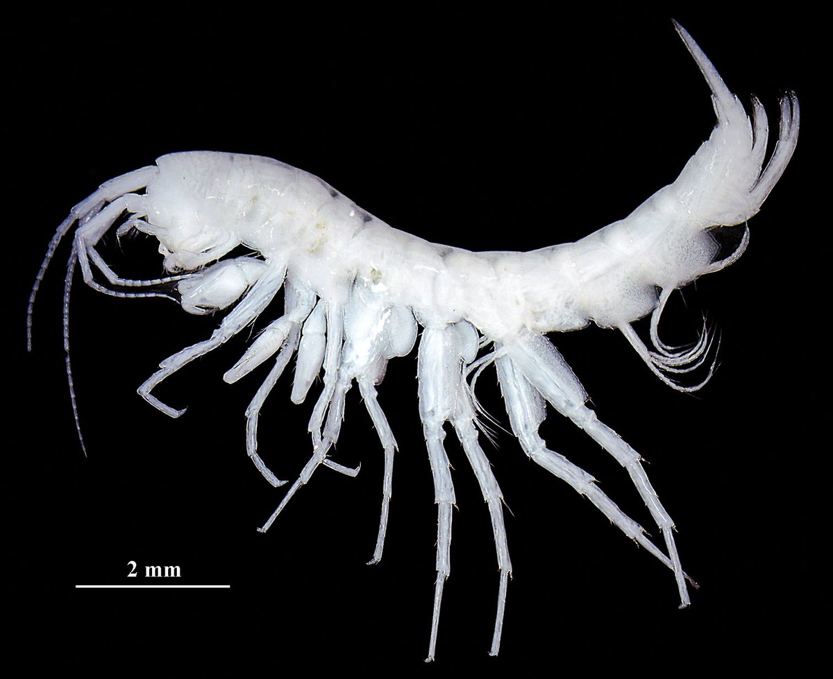 Scientists described a #NewSpecies of relic eyeless #amphipod from Xinjiang (China) while exploring the retreat route of the #Tethys.

Study: doi.org/10.3897/zookey…. 
#Amphipoda #Amphipods #Biodiversity #Taxonomy #Fauna