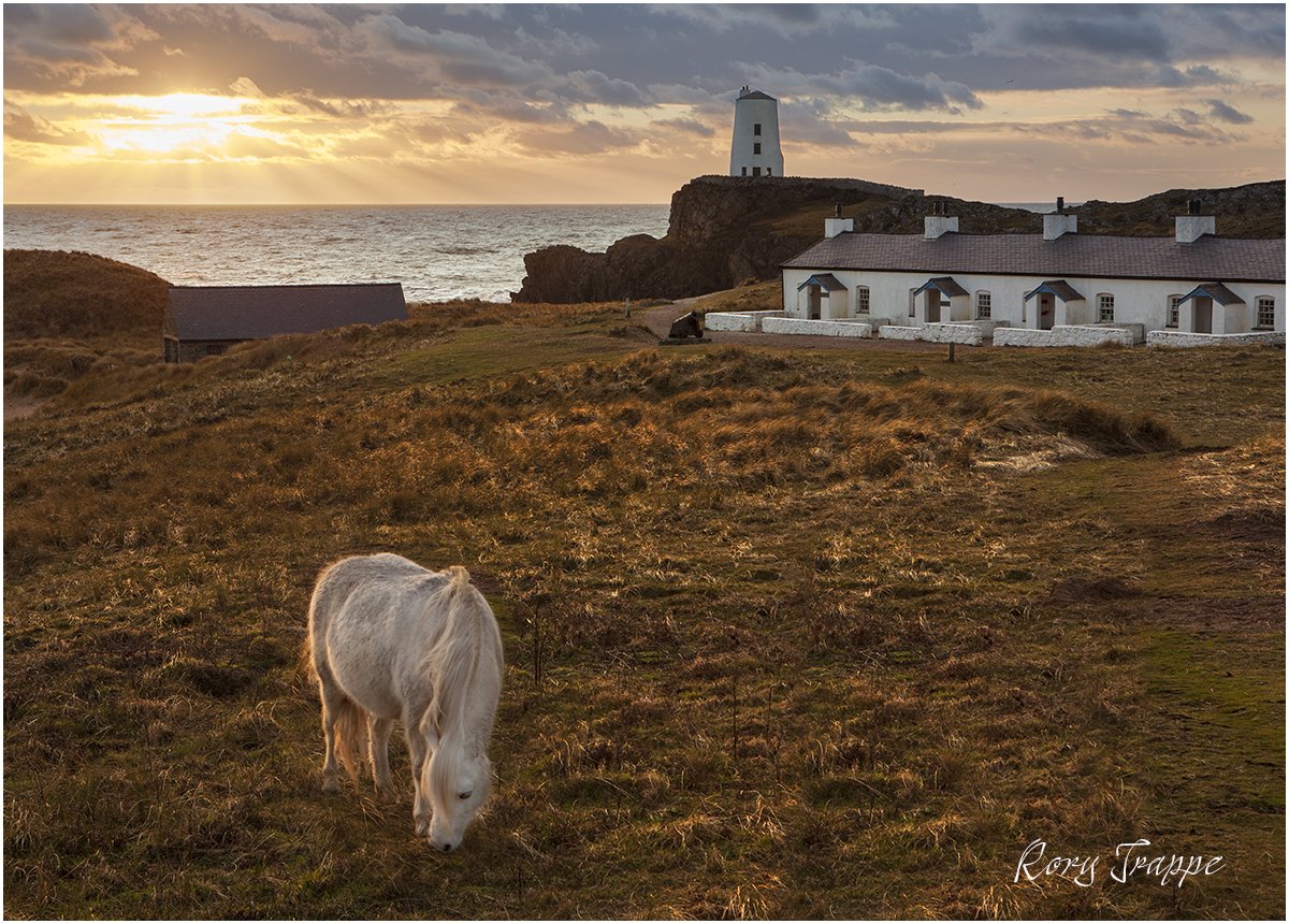 Grazing pony on llanddwyn.Taken in 2012 processed in 2019...I eventually get around to processing some ;-) #Anglesey #llanddwyn #northwalescoast