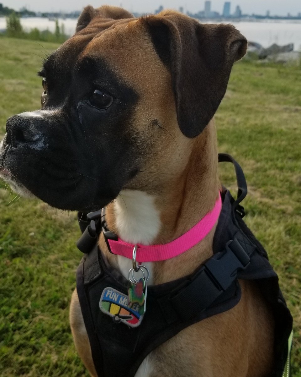 Zoe loves her lakefront. #boxerdog #mke #bayview #fawnboxer #Milwaukee