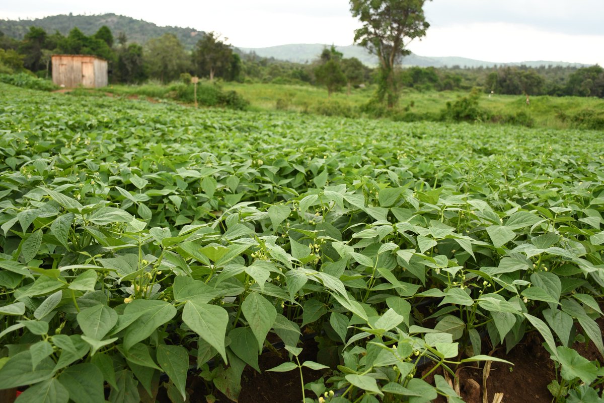EcofixK's tweet photo. In every stage of growing your crops you can 100% rely on our organic compost for healthy plants. Grab yourself a bag of Eco Planting Mix or Eco Top Dress and get ready for a bumper harvest.  #OrganicFarming #HealthyEating #HealthyNation https://t.co/jD36IBsf9Q