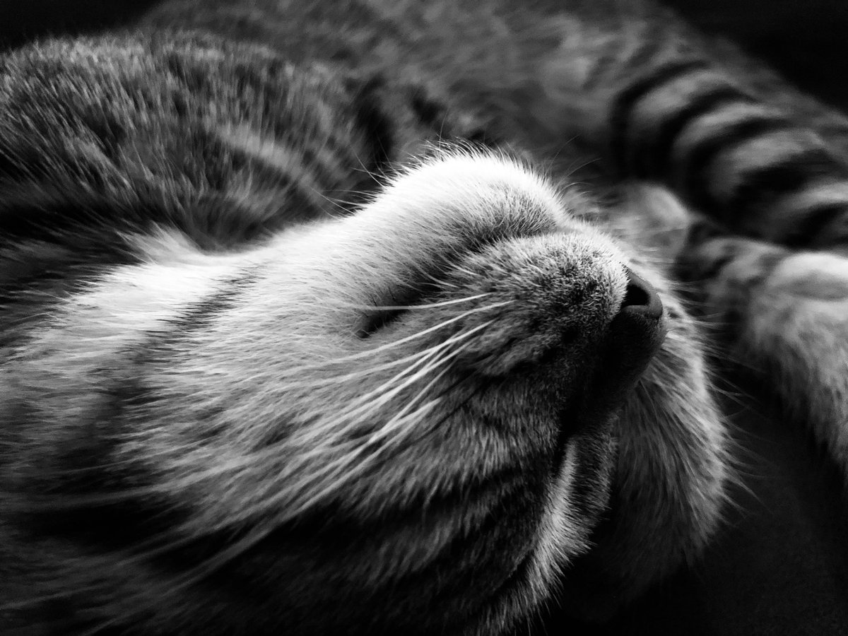 sofiamyto's tweet photo. Let’s vote for Homie-D to support this great people who help with love and passion furry friends!!! Vote for Homie-D in the SNiP-it’s Furry Friends Calendar Contest. https://t.co/vwTUZ3W9JV https://t.co/uqAQu5GdDi
