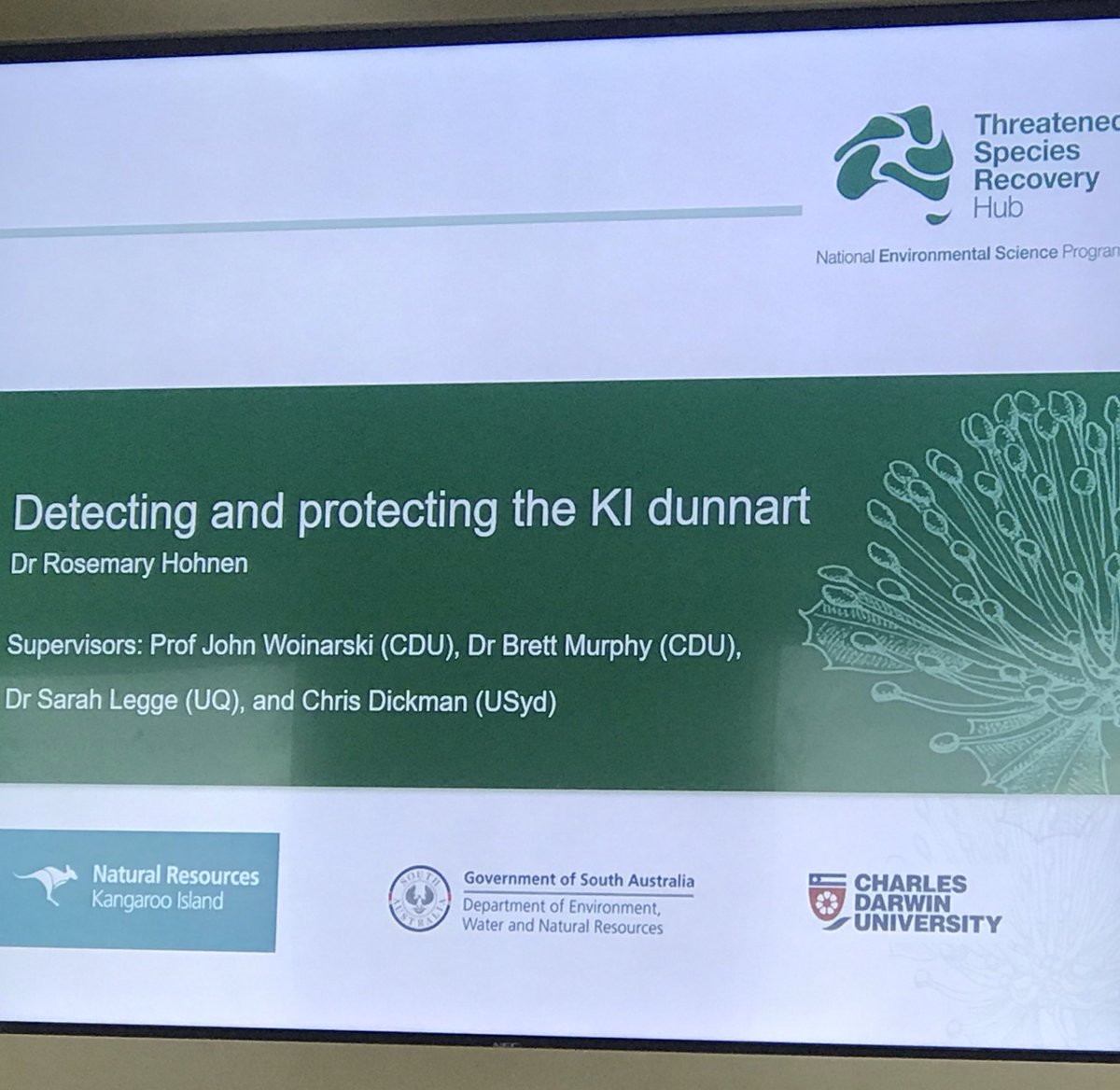 justine_d_shaw's tweet photo. Surveying the elusive threatened #KangarooIsland dunnart to understand how it will benefit from island cat eradication. Dunnarts restricted to only 8% of island area. Cat density is variable across its range. Overall the island has 2x feral cat density of mainland https://t.co/vLPVjX8JrJ