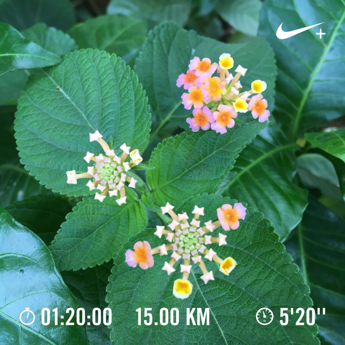 Nithin's tweet photo. 6:09 AM: Easy 15km. Average HR 154 BPM.

#Runners360 #marathontraining #nike #pegasusturbo2 #nikeplus #nikerunning #nikerunclub #werun2019 #werunkalaburagi #nature #nofilter https://t.co/OxX8nC2fYQ