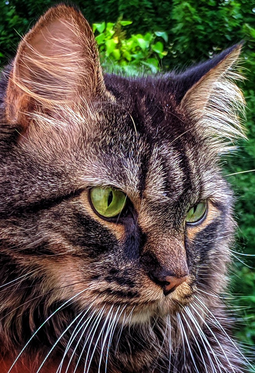 Theknightlyfe_'s tweet image. #CatsOfTwitter