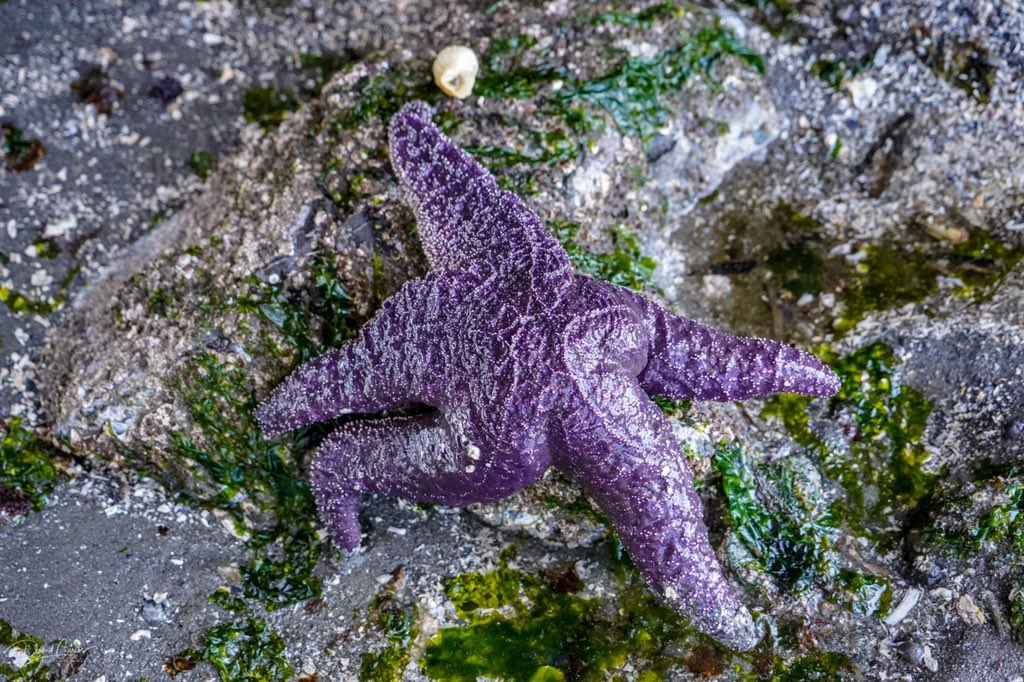 So good to see starfish/sea stars making a comeback.  This photo of a sea star was taken in Edmonds, WA, on 6-30-19.  <a href="/yourtake/">Your Take</a>