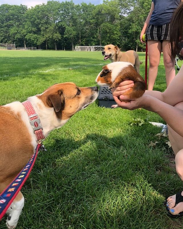 LizJosefsberg's tweet photo. Angus met a guinea pig at the baseball field tonight. It looked like he met his “mini me”!! 🤩🐶❤️
.
.
.
.
.
.
.
.
#lizjosefsberg #wordsoflizdom #target100 #weightwatchersfreestyle #weightlossgoal #weightlosshelp #weightwatchersworks #lowcarbrecipes #l… https://t.co/vNOVlC863d https://t.co/IQCaUy8x4f