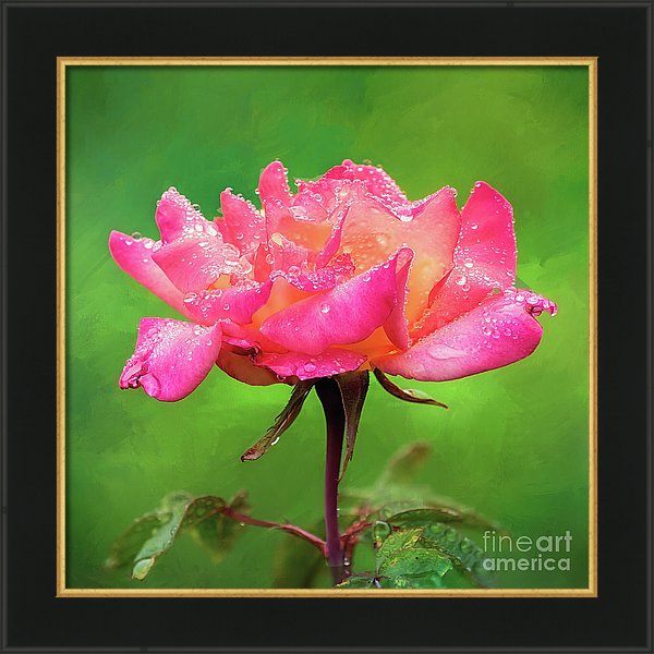 Love raindrops on roses? Check out 'Beautiful Two-Tone Rose in the Rain' framed print by Anita Pollak. bit.ly/twoToneRoseFra… #rose #twotone #pink #orange #raindrops #waterDroplets #summerFlowers #floralArt #green #framedPrint #wallart #homeDecor #giftideas #livingroomart #macro