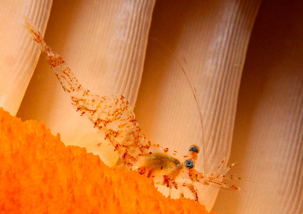 jettbritnell's tweet photo. Elegant coastal shrimp on a sea pen. #shrimp #BritishColumbia #underwaterphotography #scuba #ExplorersCanada #ExploreCanada https://t.co/n3Iby1gu40