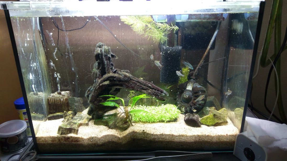 稲月和泉 水草水槽にアマノシュリンプことヤマトヌマエビが推奨されるの 逆説的にはエビのう こが目立たないように水草で覆う のと 豊富な微生物に分解してもらう ってのもあるんだろうなぁ 意訳 砂地に散らばったう この量がすごい