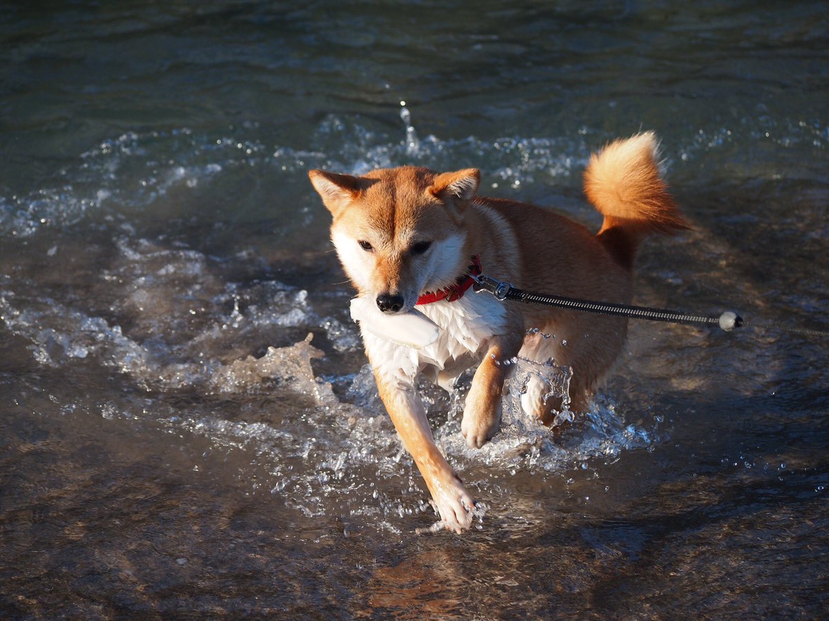 柴犬と追いかけっこするとこんな感じ を体験できる動画がすごい 気持ち良さそう 疾走感がいい Togetter