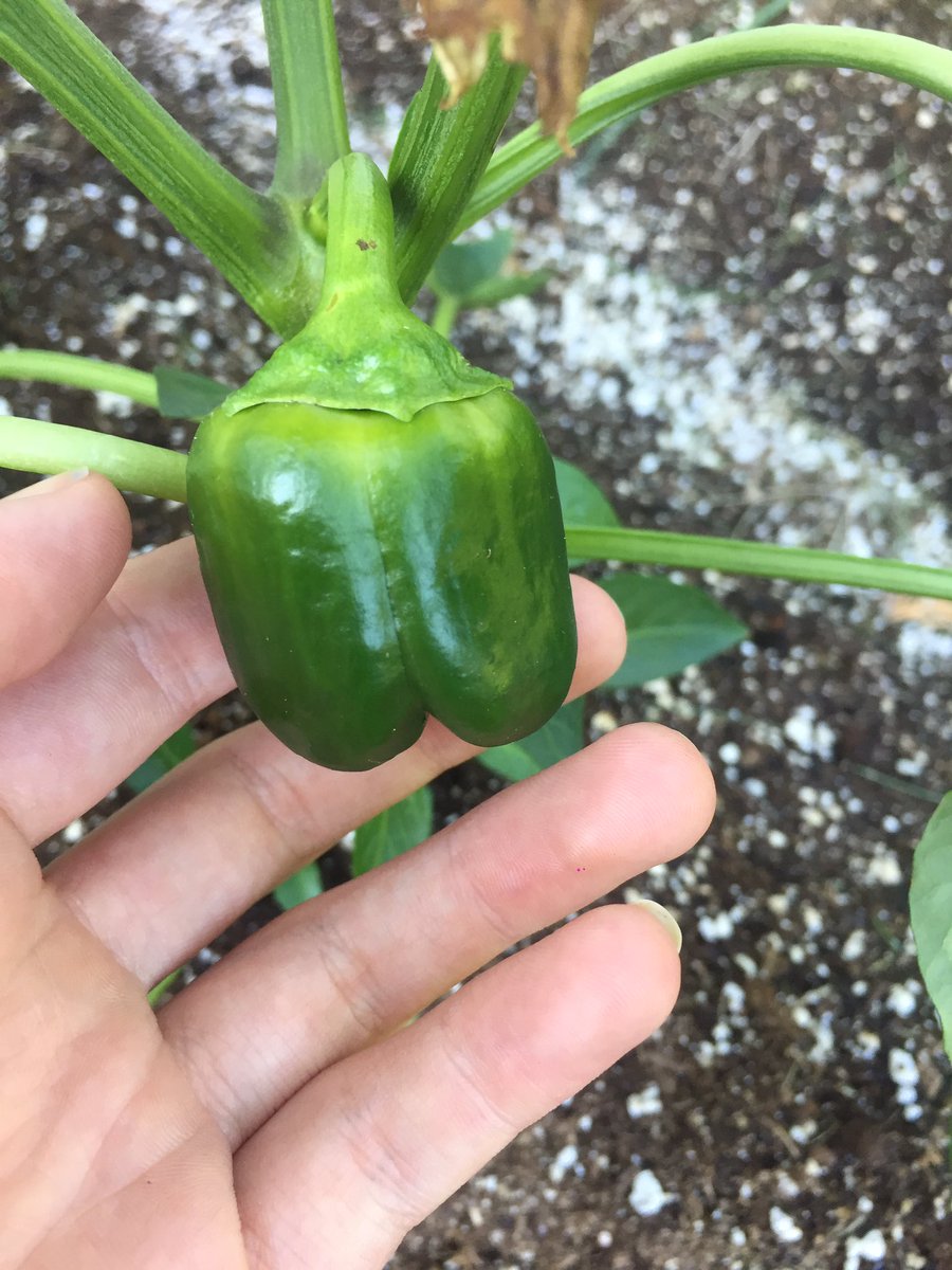 ExplosiveMind13's tweet photo. The peppers are growing like crazy! 🌱🌶 

#bellpeppers #pepperplants #growyourown #growmypretties https://t.co/24Hq1JMLvm
