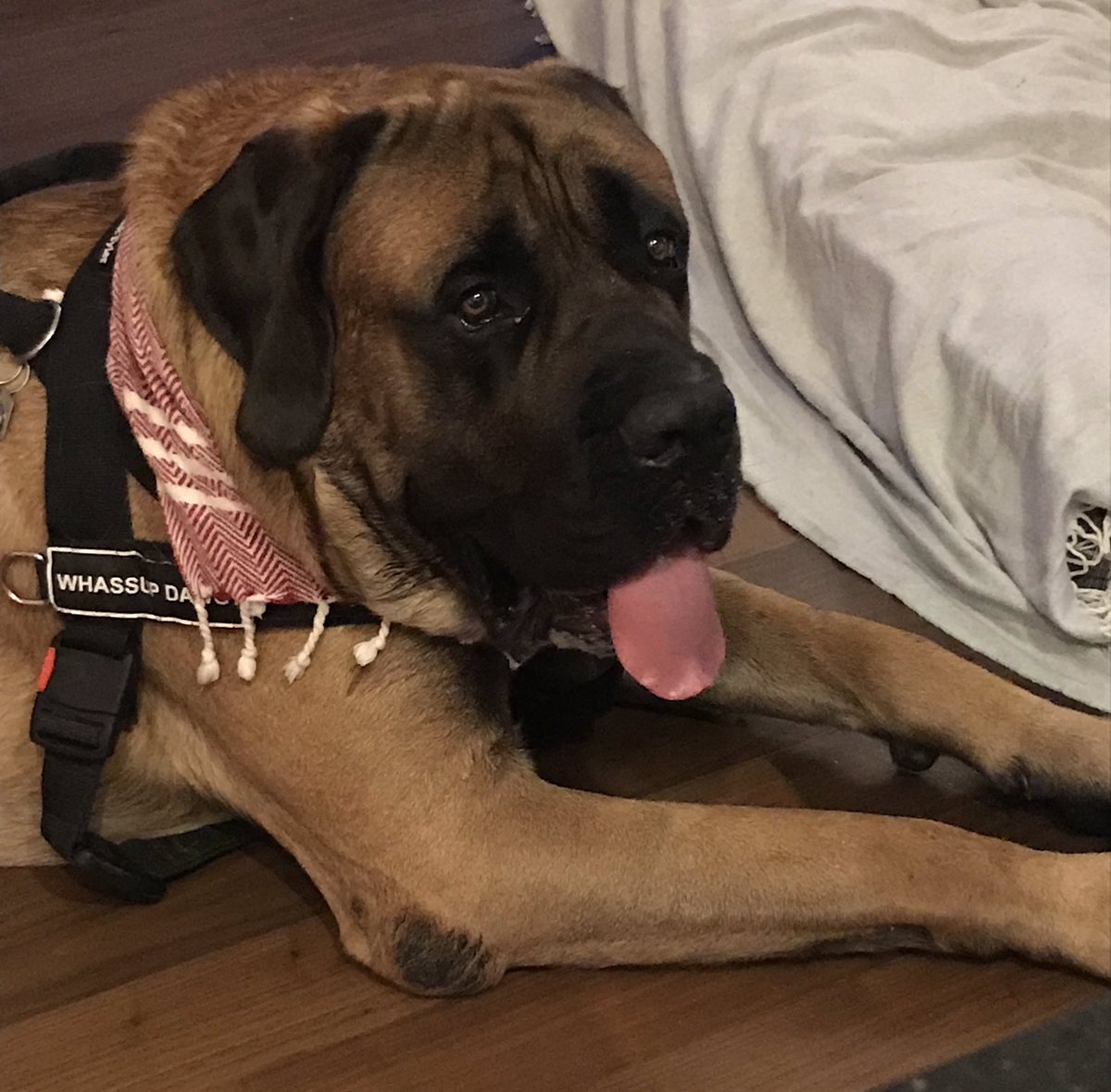 Rhys604's tweet photo. Look at this adorable 210 lb boy! I’m dog-sitting him for a few days.
He is HUGE, but oh, so sweet. ❤️
#DogsOfTwitter #EnglishMastiff #MastiffsOfTwitter #BigDogs #Dogs https://t.co/DPy6nB1Sds