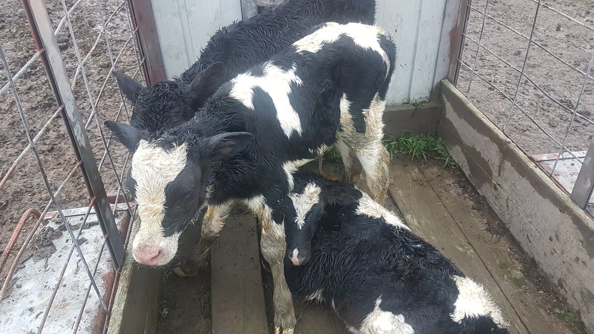Brian Corr (@brianjcorr1) on Twitter photo Heifers last Oct were looking a bit on the small side as they were aug/sept calves out of first calvers and we were breeding them to calve in july, most people would think You were crazy to use a b&w bull and not Jersey. But these elmos from <a href="/irelandgenetics/">Ireland Genetics</a> are so easy calving! Heifers last Oct were looking a bit on the small side as they were aug/sept calves out of first calvers and we were breeding them to calve in july, most people would think You were crazy to use a b&w bull and not Jersey. But these elmos from <a href="/irelandgenetics/">Ireland Genetics</a> are so easy calving!