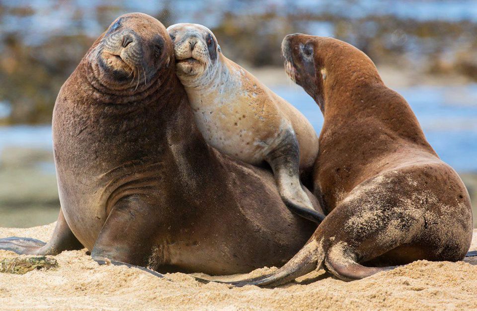 Forbes's tweet photo. New Zealand's squid fishing industry is harming sea lions https://t.co/9ADV9HC4pK https://t.co/NX4thXzX9V