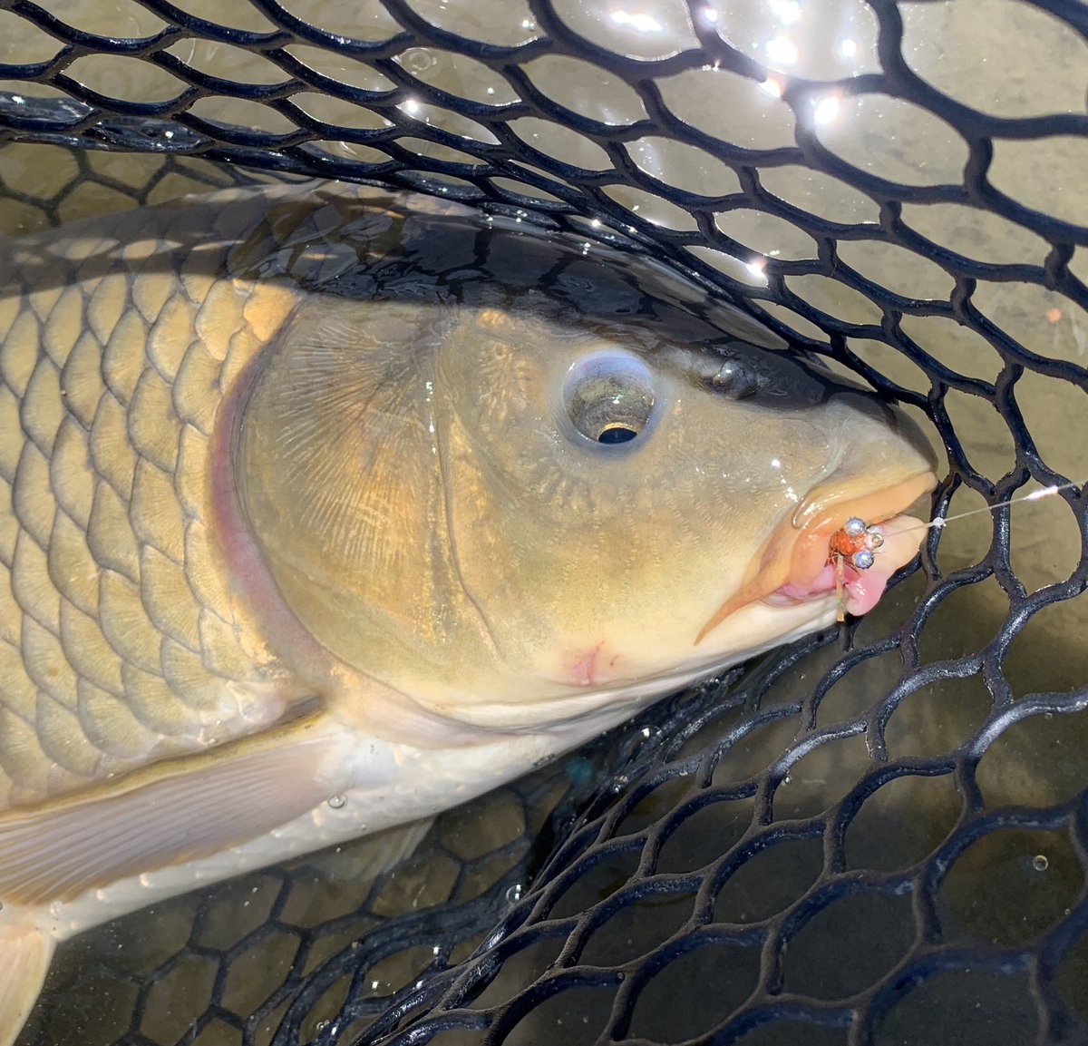 Lane Egan’s #HeadstandFly is not only a reasonable tie, but it’s super effective for mudding Carp in still water. Just enough weight and action to present realistically without spooking the wary #GoldenGhost. Just started fishing these and the results have been 🔥🎣. #FlyFishing