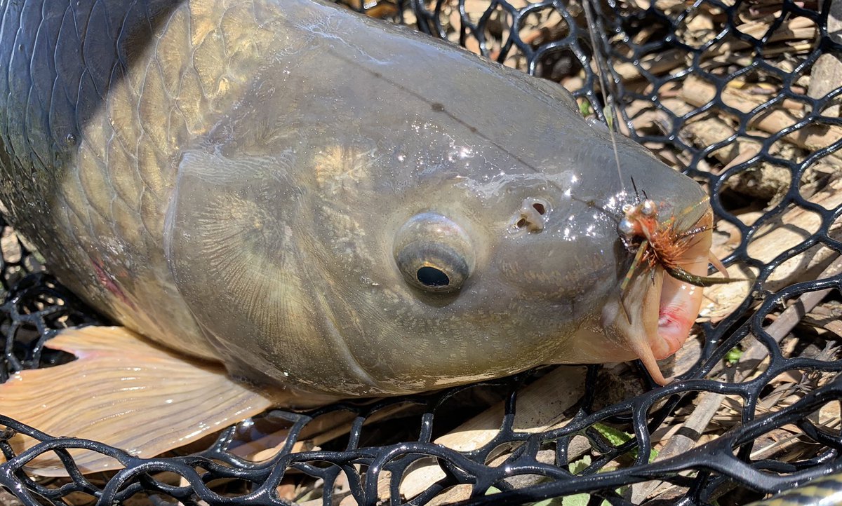 ChasingCarpTail's tweet photo. Lane Egan’s #HeadstandFly is not only a reasonable tie, but it’s super effective for mudding Carp in still water. Just enough weight and action to present realistically without spooking the wary #GoldenGhost. Just started fishing these and the results have been 🔥🎣. #FlyFishing https://t.co/q8z81uJ0Wc