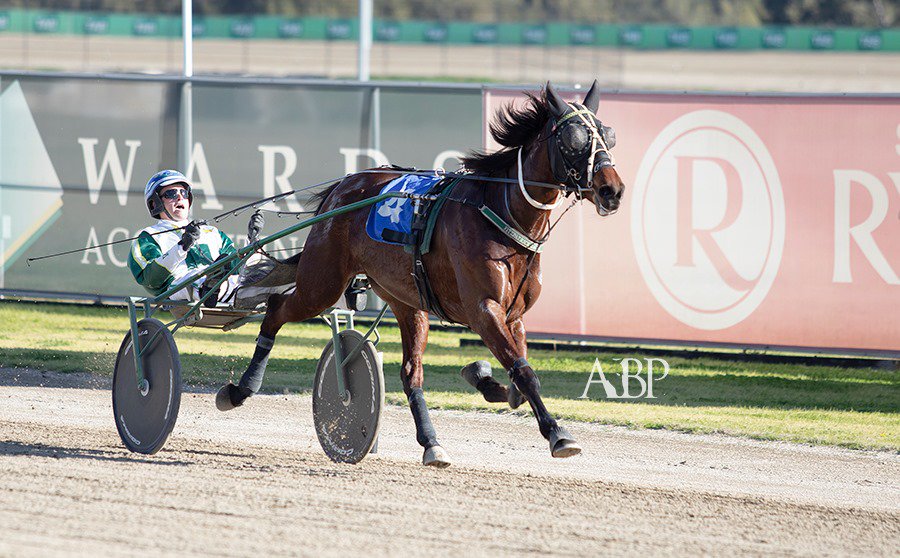 ashbrennanphoto's tweet photo. Race 2 @TPMenangle - MOMENT IN THE SUN NZ / @stables_racing &amp; @toddymccarthy #TheTrots https://t.co/A8KNjEIgNe