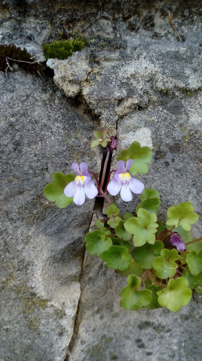 SciCom15's tweet photo. 🌺🌿[Angiosperme n°17] 🌿🌸
Cymbalaria muralis, Gaertn- Mey- Scherb 
Famille : Plantaginaceae
Nom vernaculaire : Cymbalaire des murs
01/04/2019- Montpellier
#SciCom #Angiospermes #nature #fleurs #flower #Science #botanique https://t.co/VPysuYk67G