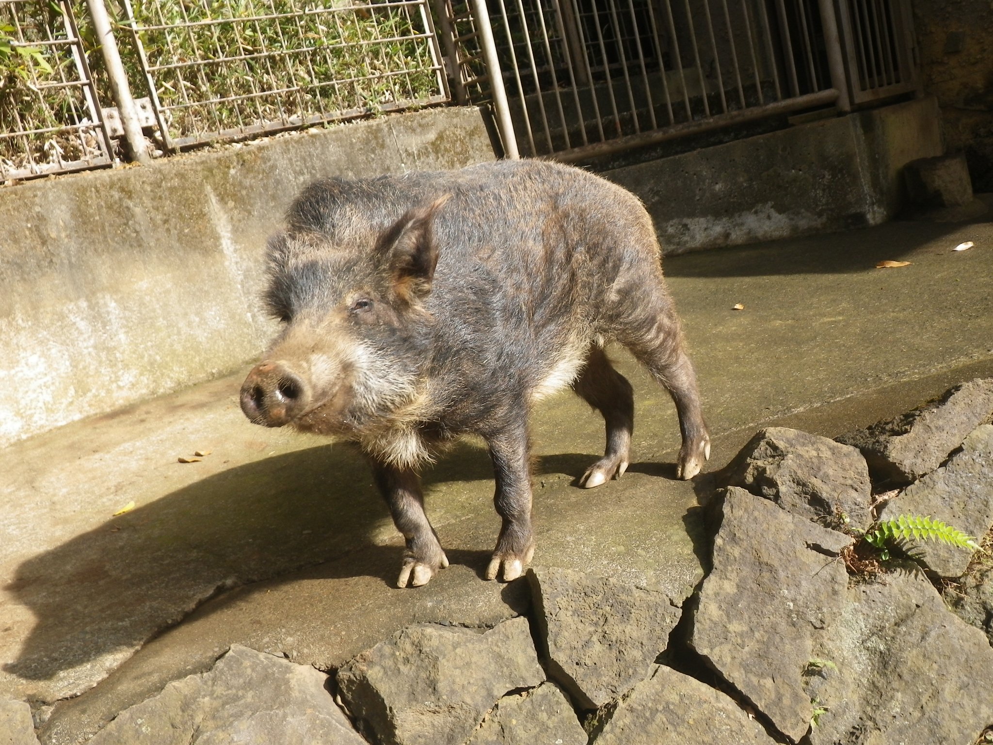 多摩動物公園 公式 Tren Twitter ニホンイノシシ のキントンが昨晩死亡したことをお知らせします キントンは02年10月に当園で生まれました 高齢ではありましたが 亥年の今年も好物の筍をバリバリと食べ 放飼場の斜面をゆっくりながらもしっかり登り降りしてい