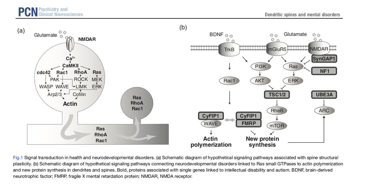 PCN_Psychiatry's tweet image. A new review article has been published! &quot;Plasticity of dendritic spines: Molecular function and dysfunction in neurodevelopmental disorders&quot; by Jun Nishiyama.
onlinelibrary.wiley.com/doi/10.1111/pc…
#NeurodevelopmentalDisorder #DendriticSpines #brain #SynapticPlasticity #actin #spine #Ras