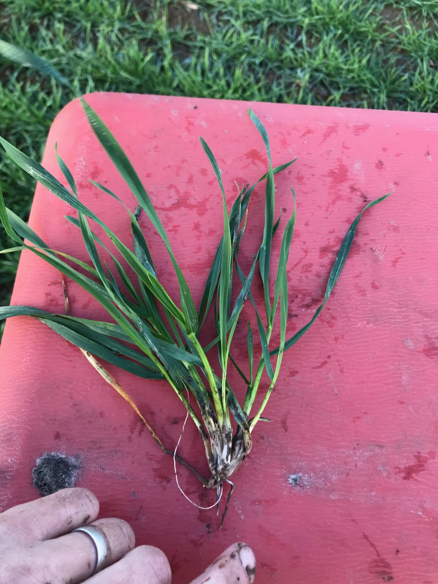 RGT Accroc big tiller numbers. No septoria visible yet but expecting it soon