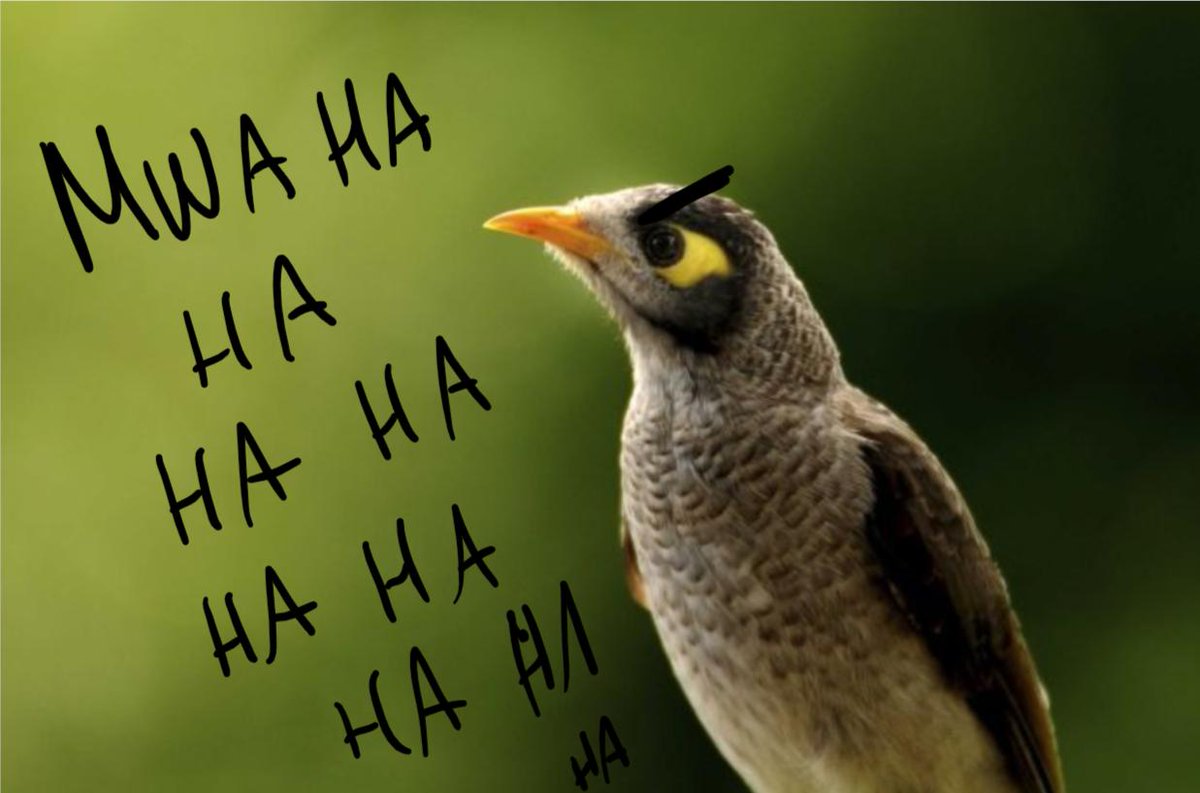 amybmartian's tweet photo. Want to help make a bird life history database? @LucyFarrow7 wants you! She also wants to know why these birds are taking over the world! #ASSAB2019 https://t.co/r9jl7Wokzx