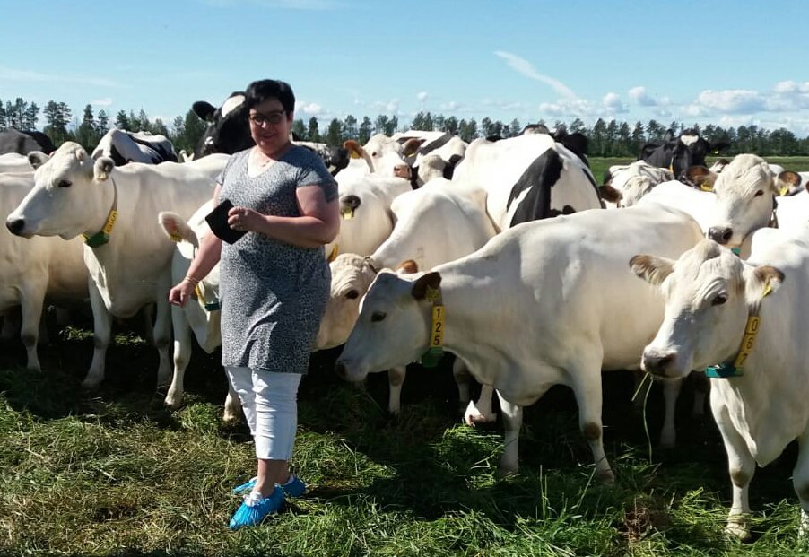 elinvoimak_EP's tweet photo. Mielenkiintoinen Ritva Rintapukan blogi siitä, miten käy #Pelson vankilatilan karjan  tulevaisuudessa ja miten Etelä-Pohjanmaan ELY-keskus liittyy mm.lapinlehmien uudelleen sijoittamiseen. Lue itse, miten harvinainen #geenivaranto on ajateltu säilyttää.
https://t.co/SL2BzYfFLn https://t.co/zsRFIrHFJN