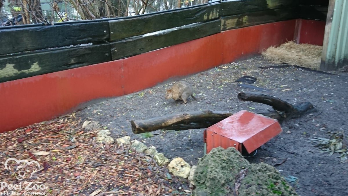 PeelZoo's tweet photo. Our Keepers have been working hard to upgrade our Quokka Exhibit and it is finished just in time for the holidays.
We think Quentin is pretty happy with his new digs :D https://t.co/58I9dYS3wm