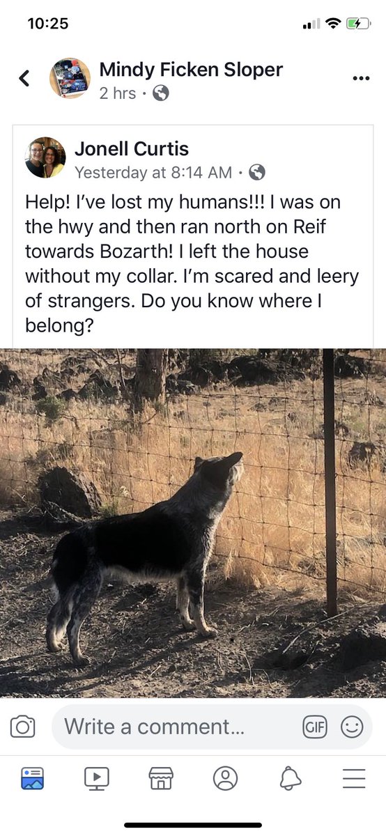 hollymclane's tweet photo. @Harris_Tay10 @LenoEmma FYI, Saw this post on Facebook. This dog was seen in Powell Butte. https://t.co/lvpwYSR8Md