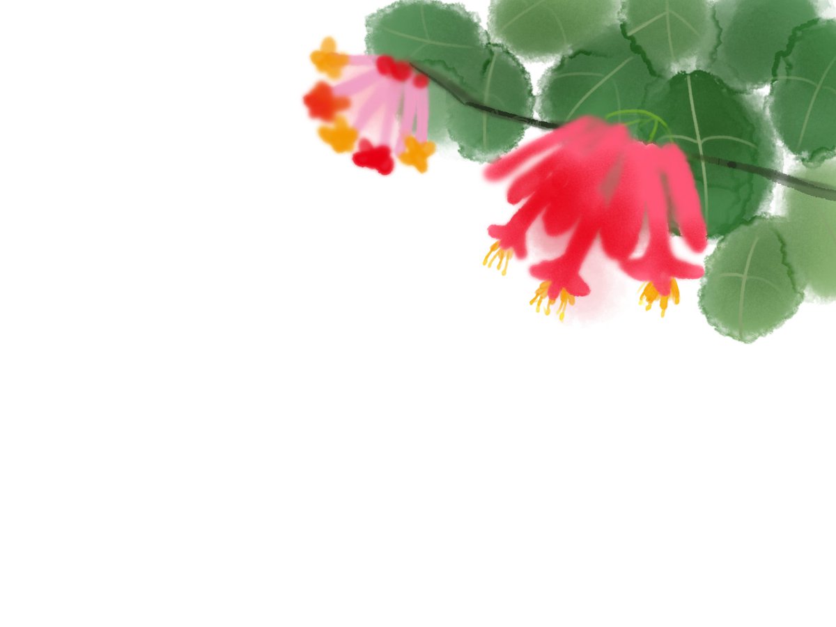 ট ইট র 愛ちん ゆめみ愛 イラストacさん投稿の７月９日の誕生花 突抜忍冬 ツキヌキニンドウ です 無料なので良かったらどうぞです T Co Ylut4tnqci 漢方薬になり 金銀花酒 と言う名で売り出されているようです 素材 花 イラスト