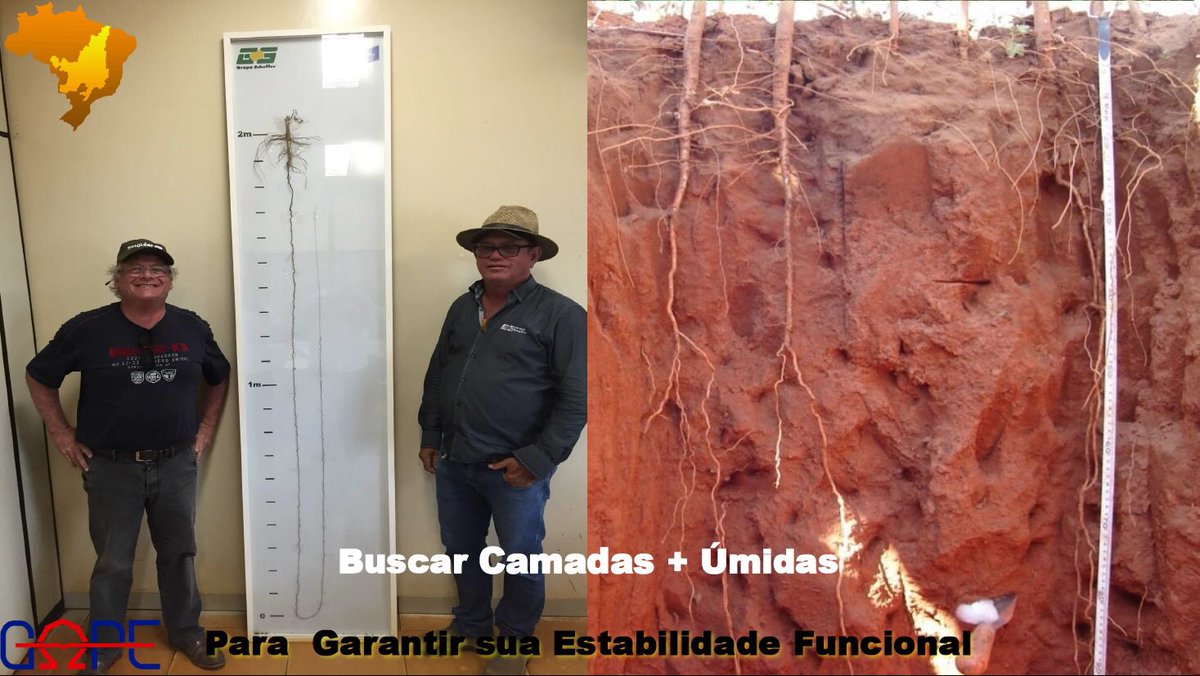 Racines : leur rôle est déterminant dans le stockage durable et profond du carbone stable. La compétition naturelle racines/biomasse aérienne nécessite de repenser certains critères tels que date, densité de semis, nbre espèces, structure sol, plantes pérennes