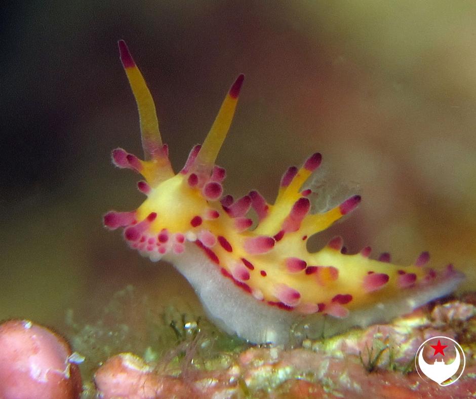 ScubaReps's tweet image. 🔻🔻🔻🔻 NUDI TUESDAY 🔻🔻🔻🔻

This colourful species, Aegires villosus, is found throughout the Indo-Pacific ocean.

If you want to spot one, search around for sponges. It's likely you'll find one chowing down on a sponge or two.