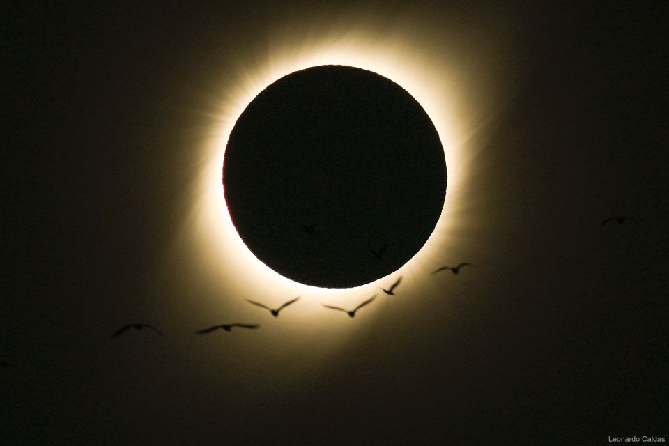 Klein_Universe's tweet photo. In this picture, a flock of birds in La Serena, Chile flew through the air together during the total solar eclipse that crossed South America on July 2, 2019 https://t.co/ztvuoCBSTX https://t.co/NZbkjhfGq1