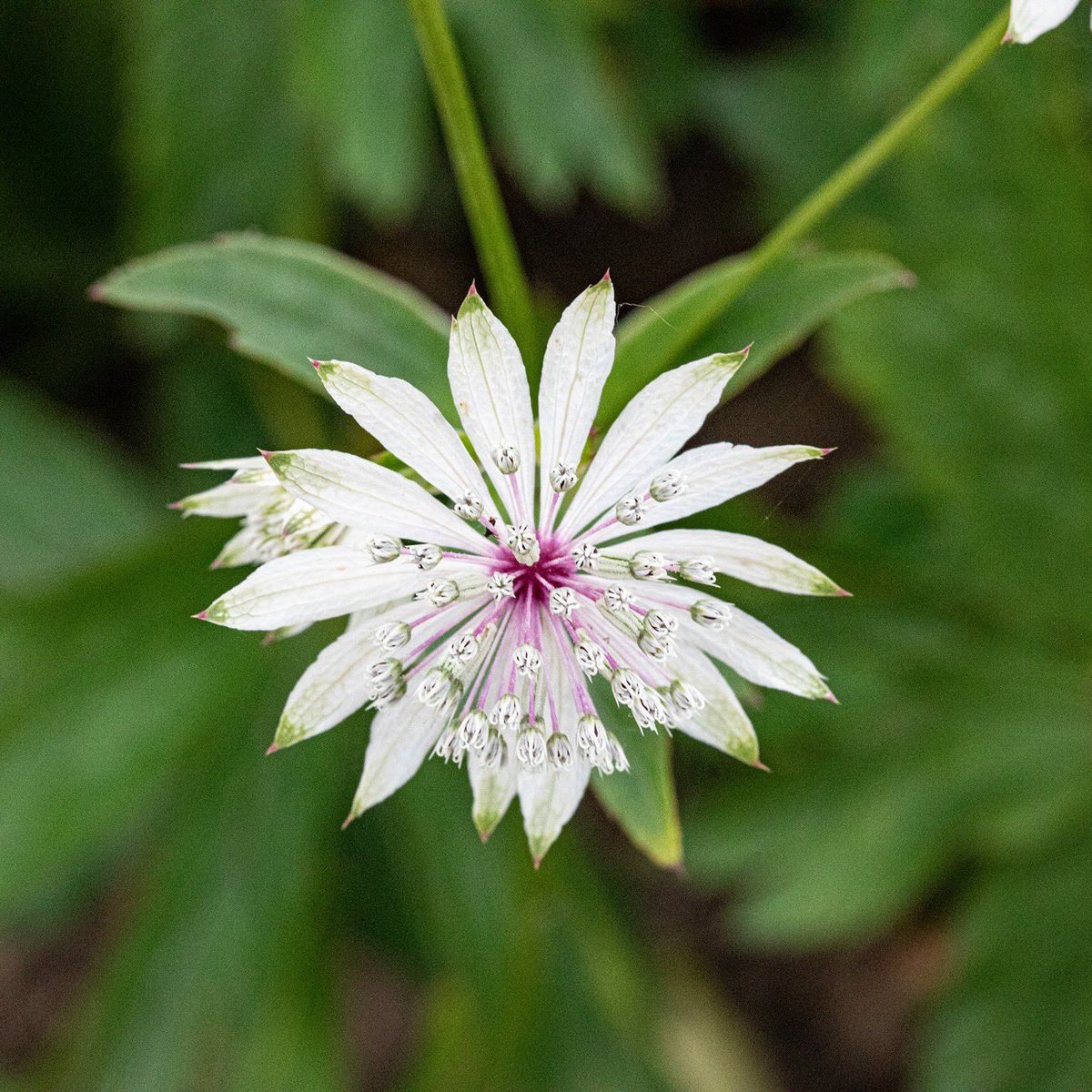 MarkFullerPhot1's tweet photo. #greatmasterwort #flowers #plants #gardens #white #canon #photography #naturephotographyday #nature #wisley #rhs #surrey #guildford @RHSWisley @The_RHS @SurreyLife @VisitSurrey @GuildfordTIC @ExperienceGford @WeLoveGuildford @CanonUKandIE #getacab #taxi @CarsGuildford https://t.co/YJs7wELF8e