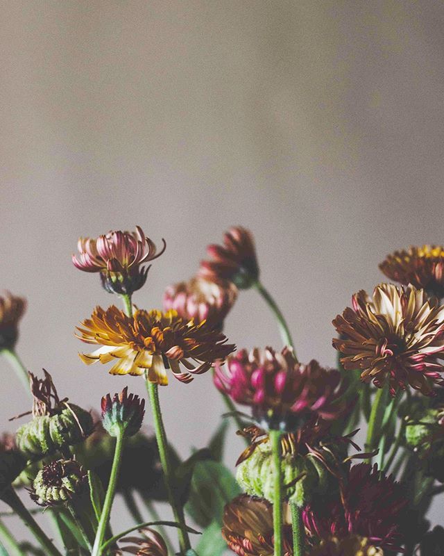As the seed harvests continue, new flowers are going up on the website every day. These are Calendula Officinalis ‘Sherbet Fizz’. My second favourite marigold ever, because truly, my heart belongs to Touch of Buff. Those aggressively cheerful orange ones… ift.tt/2XY785U
