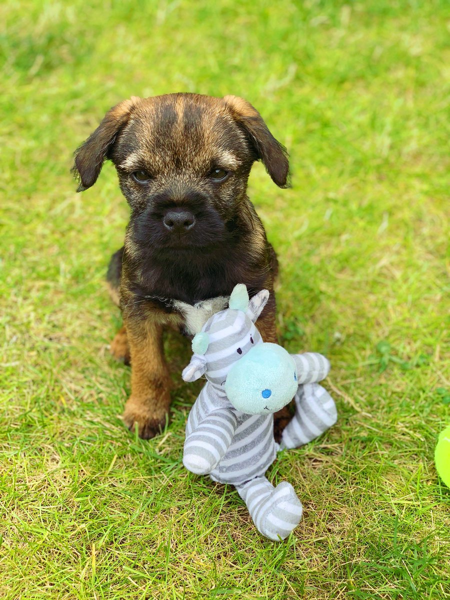 We have a gorgeous new puppy member who’s joined the gang this week! Meet Ted, the 10 week old Border Terrier! He’s joined for daily puppy care and what a handsome little chap he is 💙💙 #dogwalker #puppy #petservices #leamingtonspa #loveleam #warwickshire #terrier #dogs