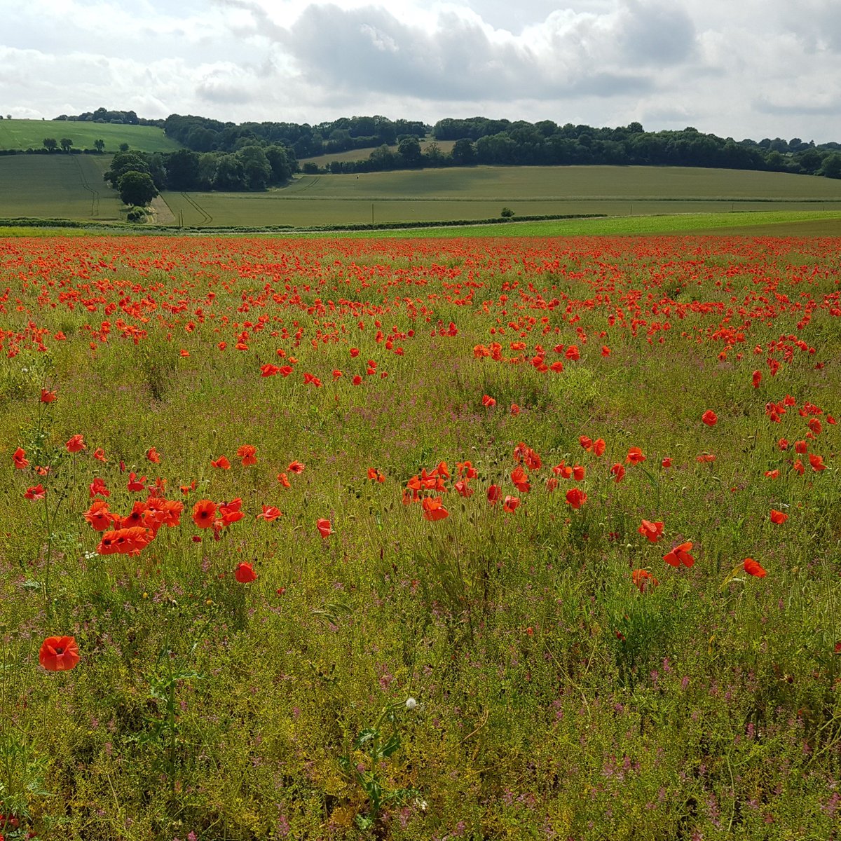fbuner's tweet photo. In time for #BeesNeedsWeek our #PARTRIDGE_NSR #pollenandnectarmix and #marginmix planted #Rotherfield last year look perfect. Plots are teaming with honeybee, wild bees, bumble bees and butterflies. Also our new #Lapwingplot has turned into bee heaven. https://t.co/iRQYVZiRtL https://t.co/5AE7BcKeM7
