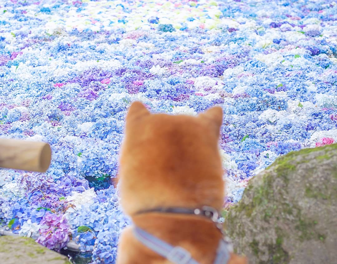 🐕「紫陽花、綺麗だなー」 @雨引観音 楽法寺 @amabikitemple #茨城はいいぞ #茨城の魅力発信し隊 #柴犬 #柴犬はいいぞ #保護犬はいいぞ #Photographers710 #p710犬部 #柴 #shibainu #shiba #日本犬 #shibe #Japanesehydrangea #hydrangea