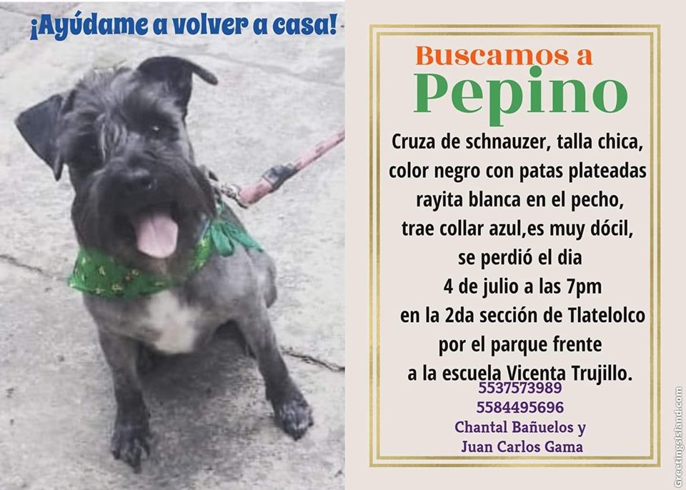 lawera33's tweet photo. #RT 💔

♂️#Extraviado #PEPINO
#Perrito #Schnauzer Color Negro, Pecho Blanco, trae Collar Azul

📝 #Perdido #Jueves #4Julio
📍 #Tlatelolco #CDMX 
@addarosaliajaim

🐾 #LaWera33 #PerrosPerdidos

#AyudaConUnRT #Ayuda #PerrosPerdidosMx #FelizMartes #BuenMartes #Martes #MartesDe https://t.co/sqdp1y3zC3