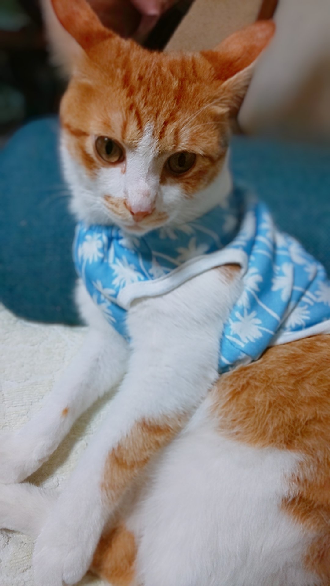 ট ইট র みゅ ばあちゃんの家のお猫様にノミが付着してたので全力でノミ取りシャンプー買ってきて お風呂に入れました かぎられたけどノミいなくなってスッキリしたのかお洋服きてくれました T Co Qrhqhfh0hm ট ইট র