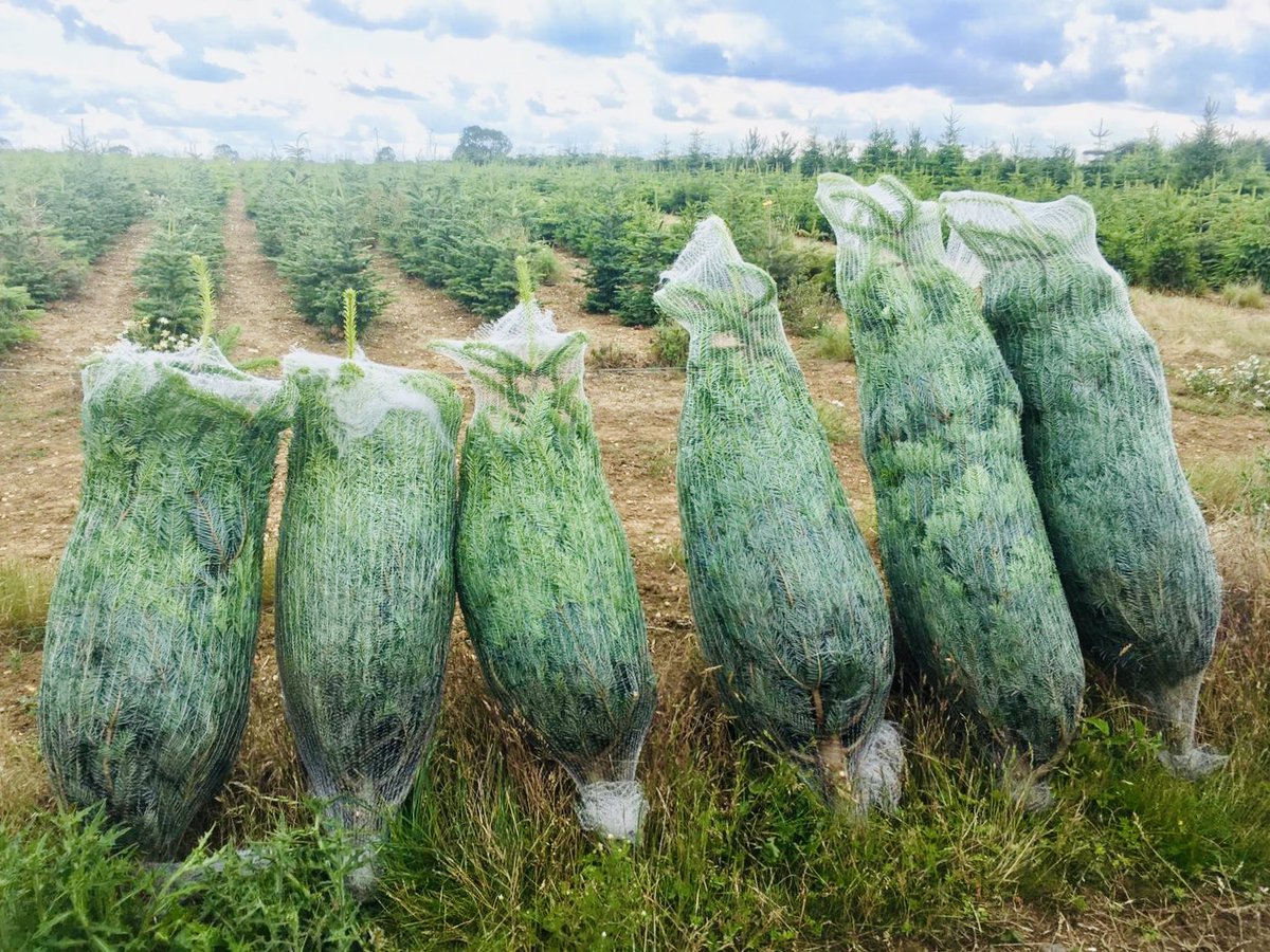WCTFarm's tweet photo. 🎄🎄🎄🎄🎄🎄🎄🎄🎄🎄🎄🎄🎄
3 x 4ft &amp; 3 x 5ft homes grown Christmas  trees - wrapped &amp; ready for delivery for a festive photo shoot 🚚👍 But where are they off to is the question.... 🤔❓
#workthatcamera
#capturetheirbestside
#thehomeofhomes
#familyrunfarm
#homegrownchrismtastrees https://t.co/eHotmHVrTu