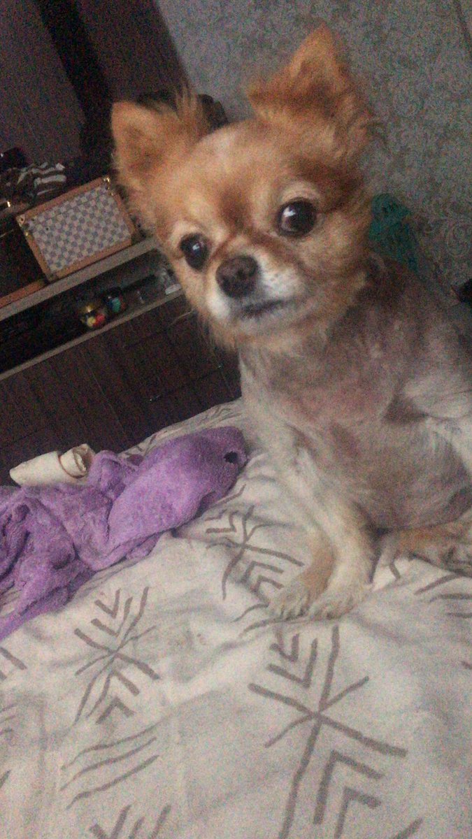 Nilsa Inoue Inoue (@inouenilsainoue) on Twitter photo 