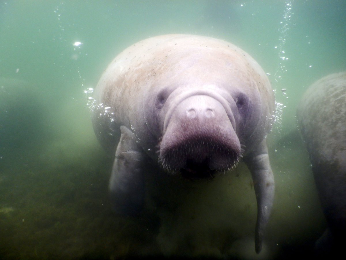 Don"t  let this weather intimidate you,,,,,Manatees LOVE the water #happymanatees #rainhairdontcare