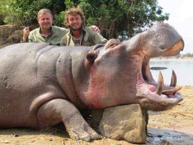 Nelsia36096727's tweet photo. La honte ! Tout ça par pure plaisir alors que les espèces sont en voie d'extinction!! Vous méritez de dégager, d'être viré. Ou voir même de subir le même sort que ses pauvre bêtes. #usa #boycottU #larbresle #rt #superu #safarilive #FDP https://t.co/KVm40S3Qdw