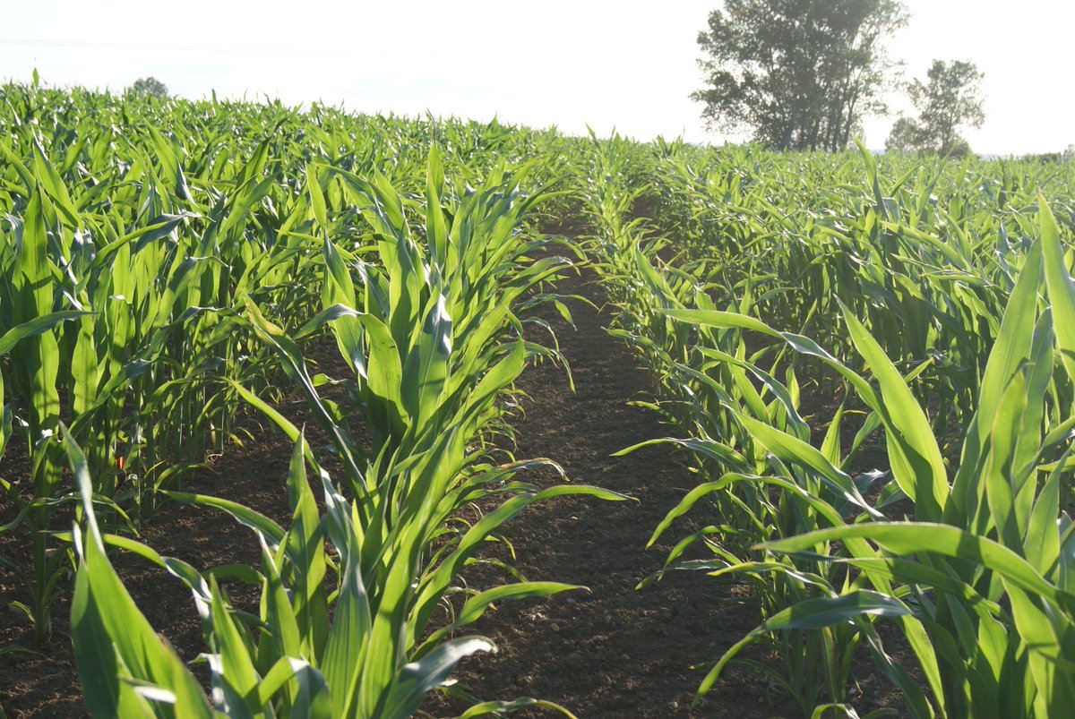 KaefersH's tweet photo. Mais für unsere Kühe - noch sieht er gut aus. Aber auch der braucht irgendwann Regen.
#Mais #Silierung #Rinderfutter #Milchproduktion https://t.co/ttWcTnwpXe