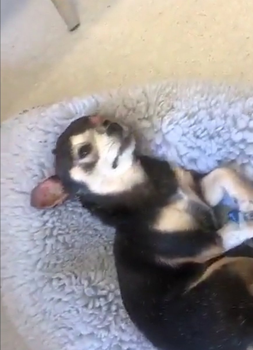 fr0kenfaia's tweet photo. Har fått lov å dele bilde av hunden av hundeeier i håp om at noen har sett noe 😭 Håper de finner han som sparket henne ihjel...💔

Det var et mislykket forsøk på et ran i parken ca 10:30 tiden, som endte opp med hundedrap. https://t.co/jGa2yCj4gH
